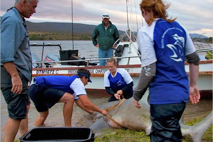 The bull shark is released back into the Zambezi River, home to hippopotamuses and crocodiles.