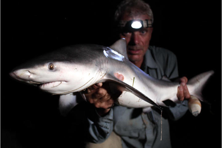 Yes, there are sharks in some freshwater rivers. Jeremy Wade holds a five-foot bull shark captured in Australia's Brisbane River.