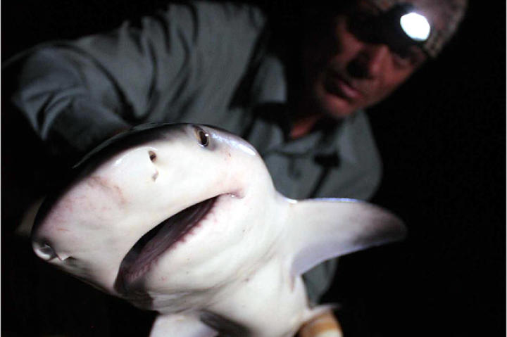Jeremy Wade says that hooking a bull shark felt like nothing he'd ever hooked in a river before. The fish sliced at great speed through the water, making several rapid changes of direction.