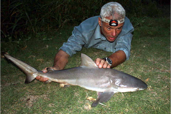 The bull shark flexed strongly several times on land, making it hard to restrain. After verifying the fish's identity, Jeremy put it back in the river and moved it through the water to aerate the blood in its gills before letting it go.