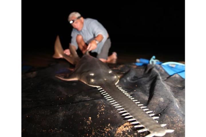 A sawfish on the hunt will swing its blade from side to side to separate invertebrates from the surfaces they live on, and to stun schools of fish. They also like to eat freshwater prawn and shrimp.