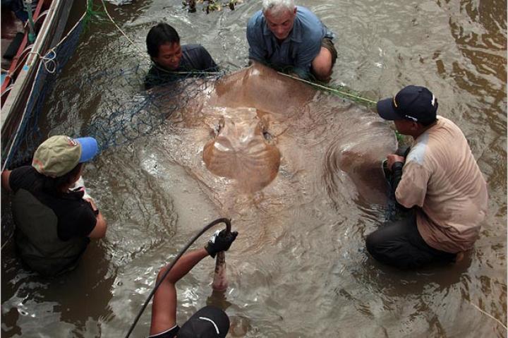 Jeremy Wade with a giant freshwater stingray. At roughly 400 pounds, this is the largest river fish Jeremy Wade has ever captured.