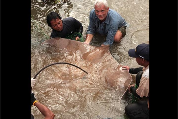 The stress of the capture caused this giant freshwater stingray to give birth to several live young. This marks the first time scientists have been able to collect data from the fully-formed pups of this species.