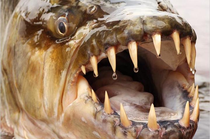 The goliath tigerfish is extremely difficult to find and even harder to reel in. The fish takes in bait, then spits it back out so quickly that most escape within the first few seconds. Imagine waiting for hours, days or even weeks only to lose your fish a moment or two after you've hooked it.