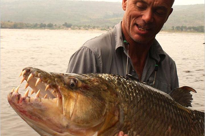 The main challenge of hooking a goliath tigerfish is rigging the bait. The fish typically chops off the rear end or underside of the bait, so you have to have more than one hook to catch one. However, if you have too many hooks, the fish won't even look at your bait. So the goliath tigerfish is by no means a dumb predator; deceiving it can be very hard.