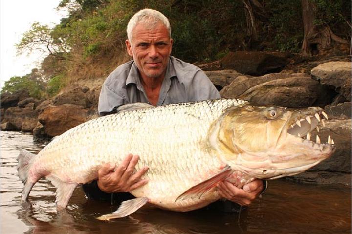 The goliath tigerfish lives in one of the most remote regions of the world: the Congo River in the heart of Central Africa, where very few outsiders go. The difficulty in reaching its habitat only adds to the difficulty of the catch.