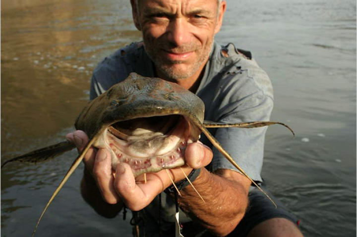 The goonch catfish has been accused of a number of attacks on humans, including the death of an 18-year-old Nepali in 2008, who was dragged down into the river by what witnesses described as an "elongated pig." Two similar attacks were reported in 1988.
