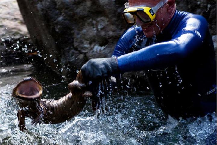 Jeremy Wade uses protective gloves to capture a Japanese giant salamander. The gloves are necessary so that the salamander doesn't slip out of his hands or inflict a painful bite!