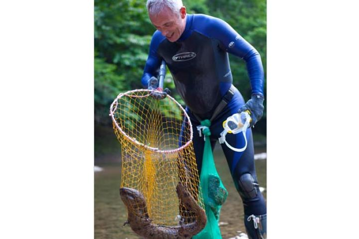 Jeremy nets a feisty Japanese giant salamander. Unlike other salamanders, Japanese giant salamanders seldom ever venture onto land. Instead, they breach their heads above the surface to obtain air.