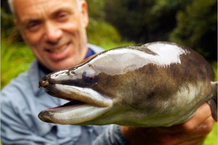 The New Zealand longfin eel is one of three freshwater eels found in New Zealand. The other two are the short-finned eel and the speckled longfin eel.