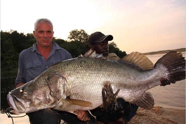 Jeremy with an even larger Nile perch. This species can grow to 6 feet in length and weigh over 500 pounds. This river monster has caused catastrophic declines among native fish populations in areas where it's been introduced.
