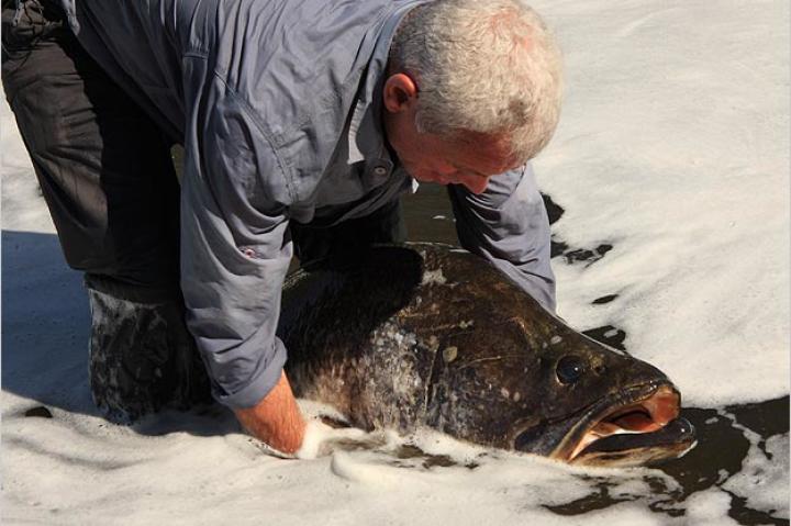 Jeremy Wade holds a Nile perch before releasing it back into the wild.