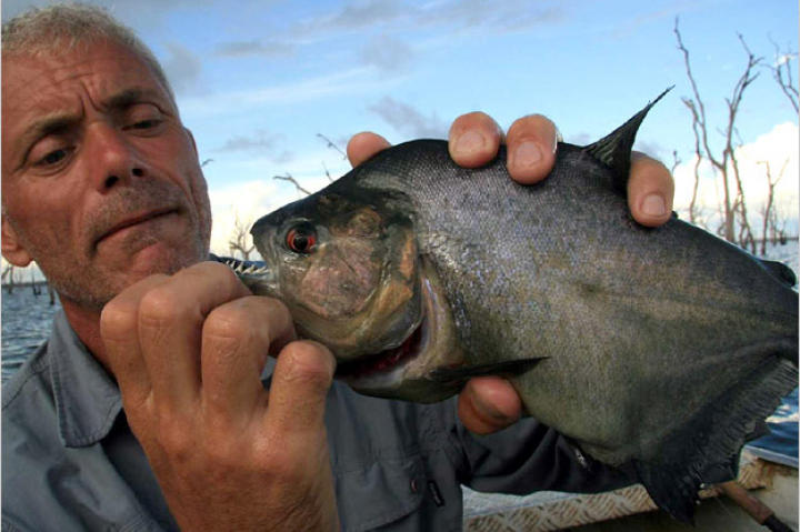 Getting a black piranha to take the bait is relatively simple — just whisk the water with the tip of the rod to mimic something thrashing at the surface and one will respond — but actually hooking this lightening-fast fish can be a bit more challenging. Most will clean the hook before the fisherman can react.