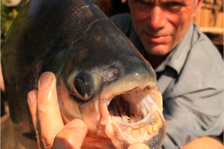 The red-bellied pacu is related to the flesh-eating piranha, but unlike its notorious cousin it feeds mainly on insects and vegetation. It uses its large, humanlike choppers as a tool for cracking open rubber tree nuts, crushing seeds and chopping up sea herbs and various other food sources.