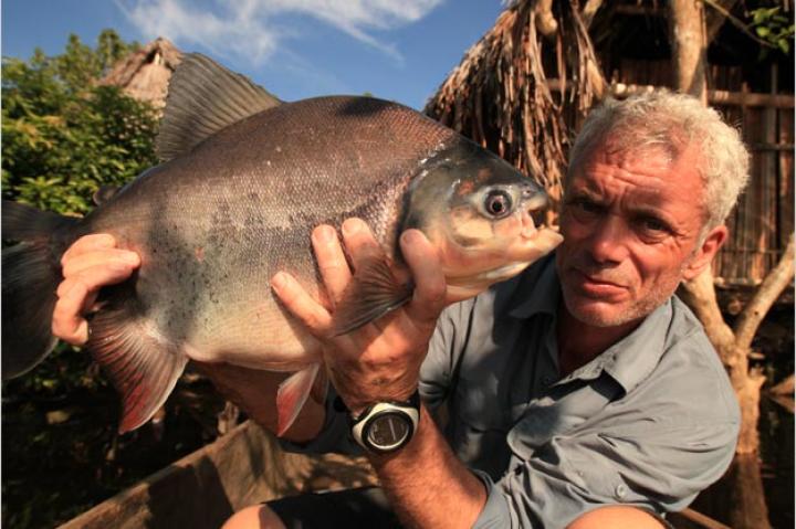 Although the red-bellied pacu's natural diet consists mainly of insects, fruits and nuts, it started feeding on other fish in 1999 when its usual food sources became scarce.