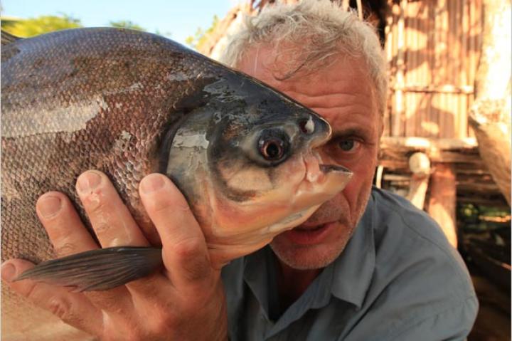 This food scarcity may explain a recent rash of attacks on humans. In 2001, two fishermen in two separate incidents reportedly bled to death after their genitals had been bitten off by pacu fish.