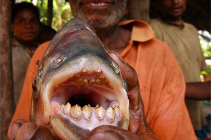 Determining the gender of red-bellied pacu can be difficult. One distinction is that adult males have more red on their bellies than females.