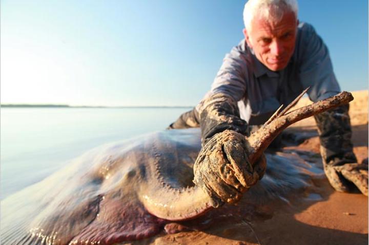 Jeremy Wade holds the barbed tail of a short-tailed river stingray. Each barb is a hardened, modified scale supplied by venom glands. The stingray uses its singer exclusively in self-defense.