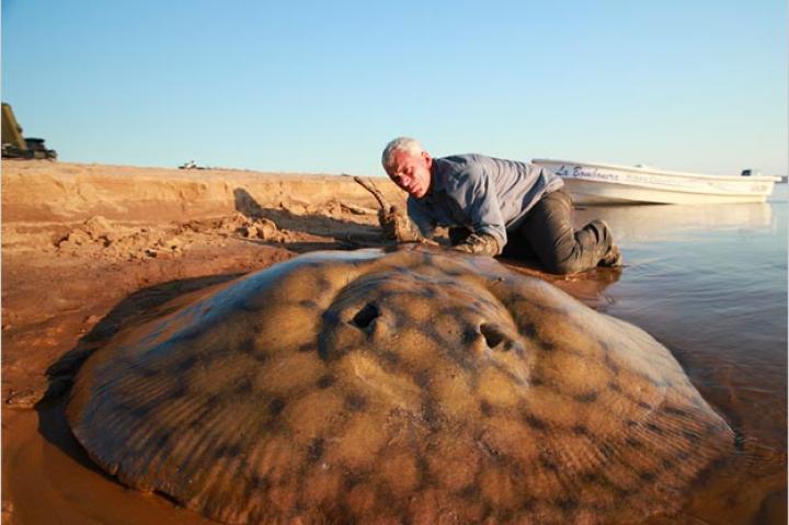 Jeremy's catch rivals the largest short- tailed river stingrays ever recorded. This fish typically grows to 4.9 feet in diameter and over 450 pounds in weight.