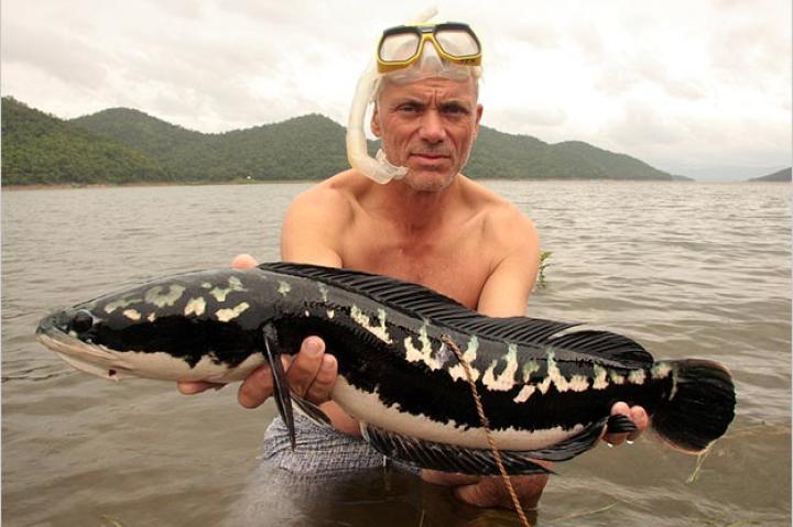 Jeremy Wade holds a giant snakehead, a native of Southeast Asia and some areas of India. The most aggressive species of snakehead, it is capable of growing to over 3 feet in length and weighing over 40 pounds.