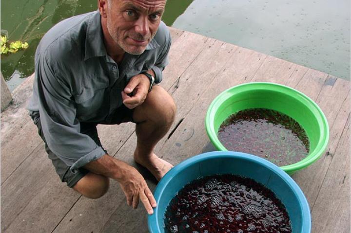 Jeremy Wade with buckets of giant snakehead young. These fish are a valuable fish food in Southeast Asia, where they are prized in clay pot dishes and pickled preparations.