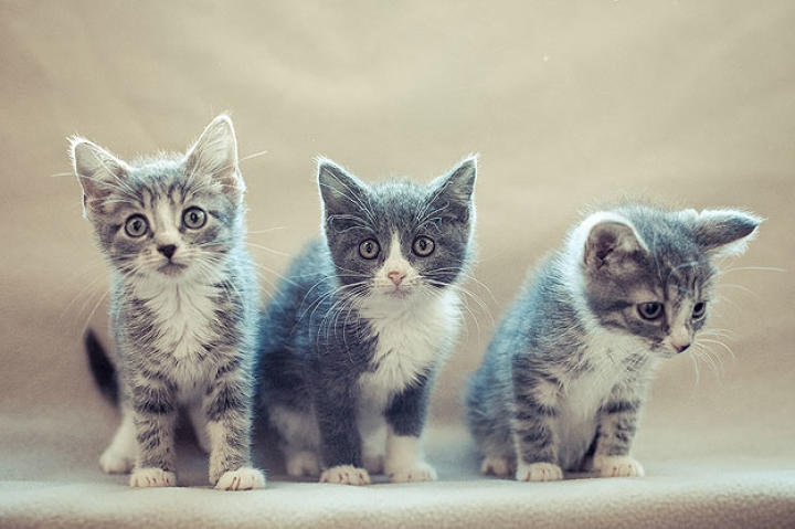 Unlike the "cast" of our first kitten cam production, the Simpsons actually are littermates...found as strays on the streets of our nation's capital.