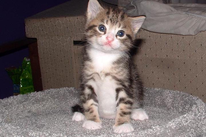 Itty Bitty Kitty: Submitted by Annie