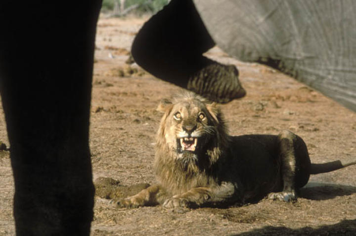 A male African lion (Panthera leo) growls at African elephants (Loxodonta africana) in Serengeti National Park, Tanzania.