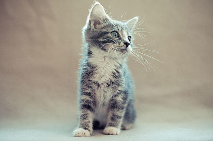 Watch Marge on the Live Kitten Cam!