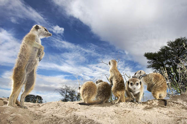 Meerkats on alert.