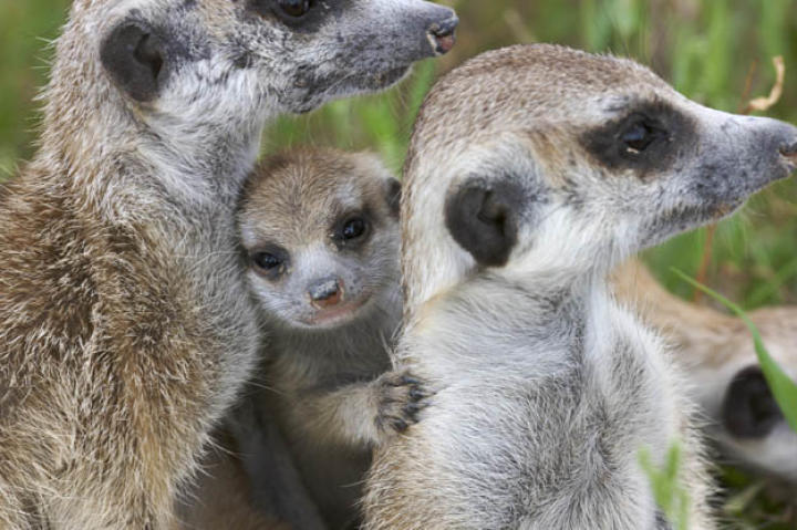 Karim and Coop of the Commandos with meerkat babies.