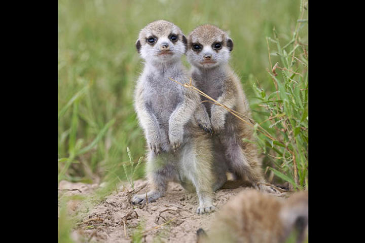 Commando pups (oh those adorable meerkat babies!)