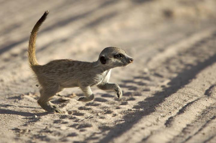A meerkat baby (Whiskers pup).