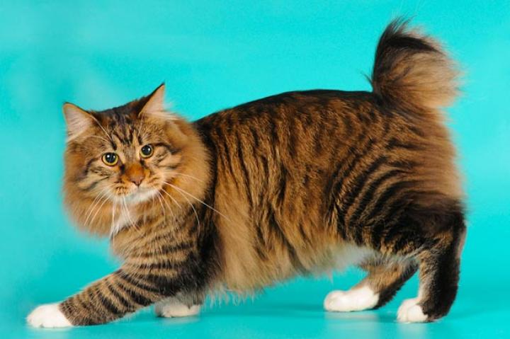 American Bobtail
While the breed is still developing, breeders say that Bobtails are playful, energetic, and friendly, and possess an uncanny intelligence for Houdini-type escapes from closed rooms and fastened cages. Very people-oriented, they are not above demanding human attention by meowing or commandeering available laps.
On the cat activity scale (with, perhaps, the Persian as a serene "1" and the Abyssinian as an animated "10"), the Bobtail rates a 7 or 8 -- fun-loving and frisky but not overactive.
Learn more about the American Bobtail. Check out our Cat Breed Directory.