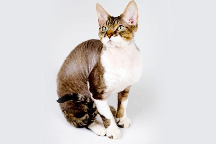 Devon Rex
Devons have been compared to pixies, elves, and, of course, space aliens for their jumbo-sized satellite-dish ears, large, mischievous "window-to-the-soul" eyes, and ethereal appearance. Fanciers laud the "poodle cat" (as the breed is affectionately called), as people-oriented snugglers that love nothing better than to cuddle up with you at night and wake you in the morning with hugs, kisses and purrs of affection. And since the Devon sheds less than other breeds, you can snuggle back without fear of covering yourself in cat hair.
But there's lots of other reasons to acquire a Devon besides their coats: their loyalty, devotion, playfulness, courage, and intelligence, just to name a few of the qualities that make them a good choice for the cat-obsessed. Devons are shoulder perchers, lap sitters, tail waggers, and retrievers of tossed cat toys. They have a well-developed sense of curiosity and want to be involved in whatever you're doing, whether it's peeling potatoes for dinner or showering for a Saturday night date.
Learn more about the Devon Rex. Check out our Cat Breed Directory.