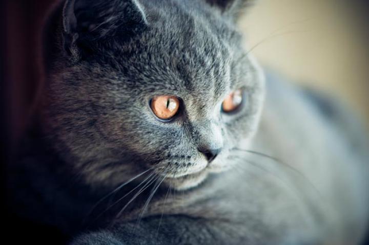 British Shorthair
If you're looking for a cat that will loot your refrigerator and swing dizzily from your chandeliers, then the British Shorthair is not for you. Brits are quiet, even-tempered, undemanding cats with a bit of typical British reserve, particularly when they're first introduced. When they get over their initial shyness, however, they become extremely faithful companions. British Shorthairs tend to show their loyalty to the entire family rather than select one person with whom to bond. British Shorthair breeders describe Brits as cats that like to keep a low profile -- sweet and affectionate but not clingy in-your-face type cats. They tend to be independent and if left on their own can usually adapt quite well.
Learn more about the British Shorthair. Check out our Cat Breed Directory.