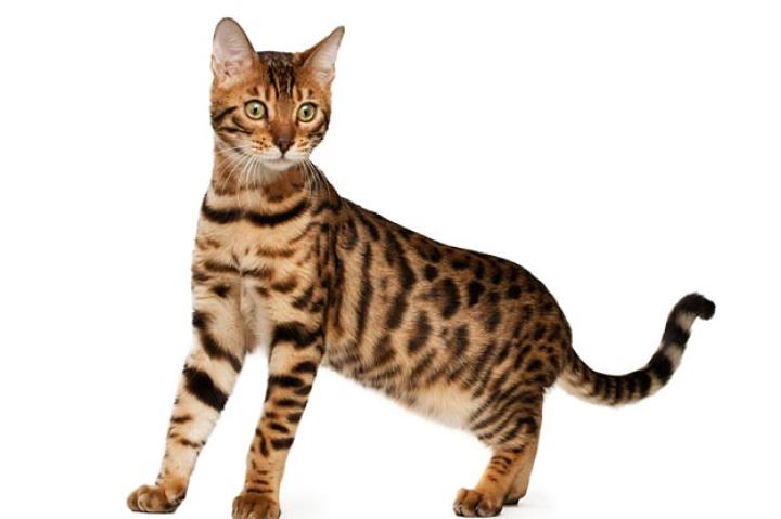 Learn more about the felines featured in Cats 101.
Bengal
The Bengal may look like a wild cat, but breeders insist that the Bengal is as lovably friendly and docile as any full-blooded domestic cat. Fanciers describe Bengals as playful, gregarious, and energetic cats that have a generous dose of feline curiosity and that want to be involved with their owners. Not intimidated by water, they will sometimes join their owners for a swim, as long as it's on their terms.
Although show-quality cats must be four generations away (F4) from the leopard cat to be shown, previous generations of Bengals are sold as pets; therefore, it's important to know what you're buying when acquiring a Bengal. Before purchasing a second generation (F2) or third generation (F3) Bengal, be sure that the cat is free of temperament problems.
Learn more about the Bengal. Check out our Cat Breed Directory.