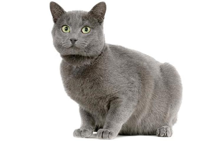 Chartreux
Known for their hunting prowess, Chartreux cats may have been taken in by those monks long ago to rid the monastery of vermin. Today, however, Chartreux cats are popular because they make terrific companions. They are amiable, loyal, and vocally quiet, and when you sit down next to your Chartreux you invariably end up with a lap full of cat.
Known as quiet, sweet cats, Chartreux cats also have a playful, comical side that they keep well into adulthood. They seem to have a well-developed sense of humor, and enjoy a good game of fetch or a playful romp with their friends and family. They are very intelligent cats; they quickly learn their names and will come when you call -- if they're in the mood, of course.
Learn more about the Chartruex. Check out our Cat Breed Directory.