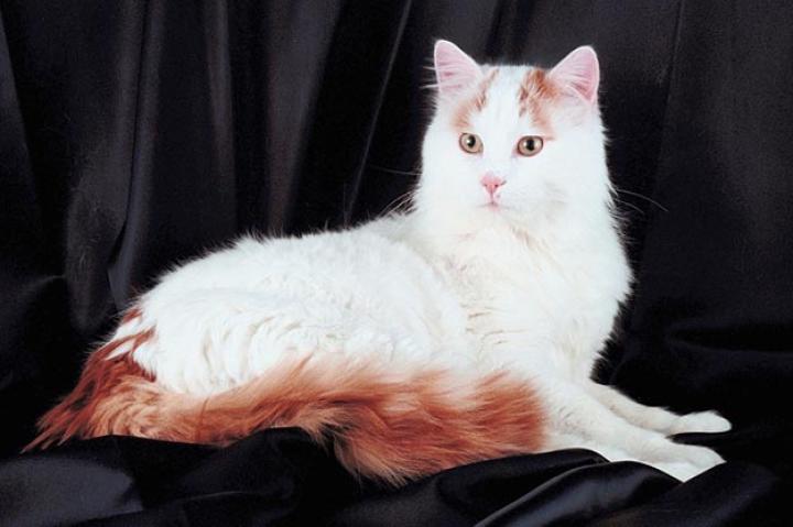Turkish Van
While you might be drawn to the Van for its fascination with water, you'll fall in love with the breed for its other qualities. Vans are energetic, agile, and intelligent. They are extremely healthy and "get along with people swimmingly," notes one Van owner. You may need a few months of working out to keep up with them, however; Vans are famous for their action-packed temperament. They are talkative, demanding of attention, and show great gusto at dinner time. Breeders also say that Vans are known for their attachment to their human companions, and sometimes that makes transferring a Van from one household to another difficult. They tend to pick out one or two people in the household -- usually the ones that deal with them initially -- and bond with them forever.
Learn more about the Turkish Van. Check out our Cat Breed Directory.