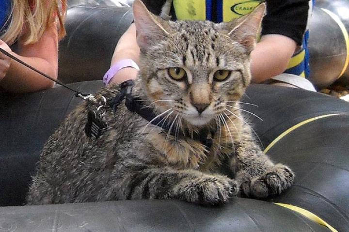 Learn more about the felines featured in Cats 101.
Pixie-Bob
Learn more about the Pixie-Bob. Watch a video from