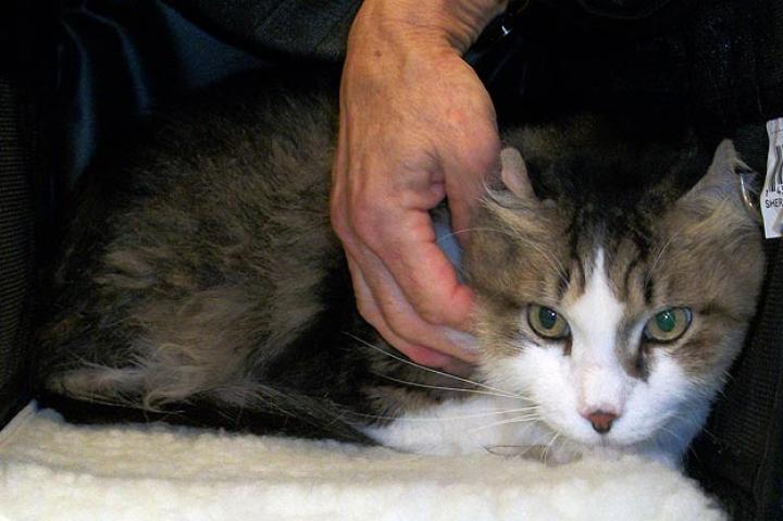 Domestic Longhair
Learn more about the Domestic Longhair. Watch a video from