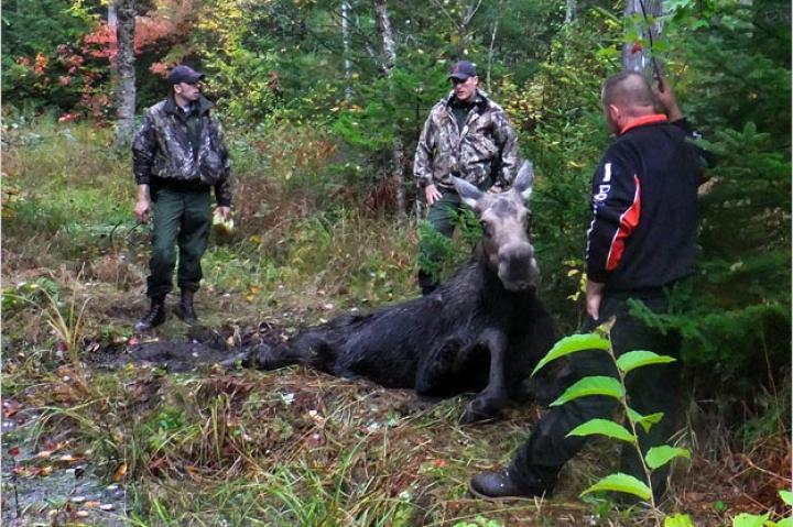 North Woods Law