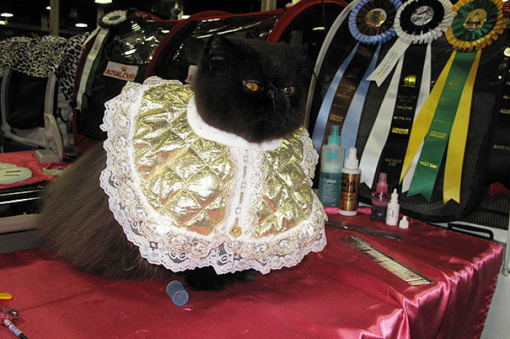 A beautifully groomed Persian cat.
