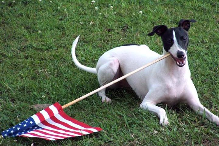 Enzo: Submitted by Katie