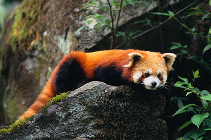 Red panda