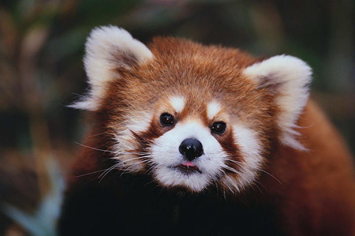 Red panda