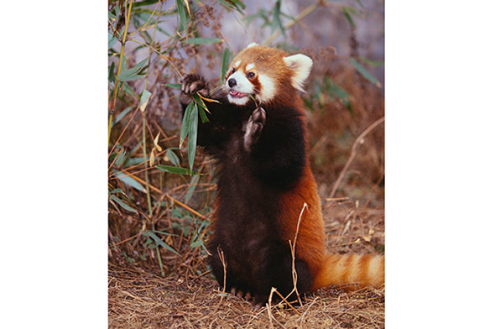 Red panda