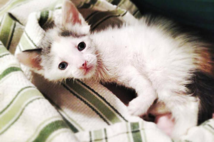 Saltwater Taffy is a foster for the