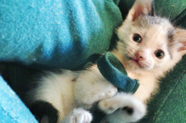 Saltwater Taffy is a foster for the