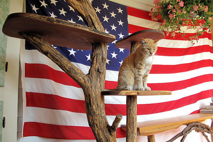 One of the many cats John encountered during this episode of Must Love Cats.
